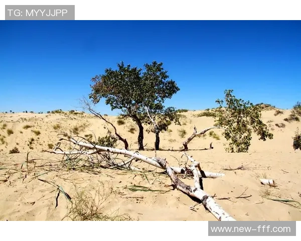 足球大师传奇证明的背后故事与不为人知的奋斗历程 足球大师传奇证明的背后故事与不为人知的奋斗历程